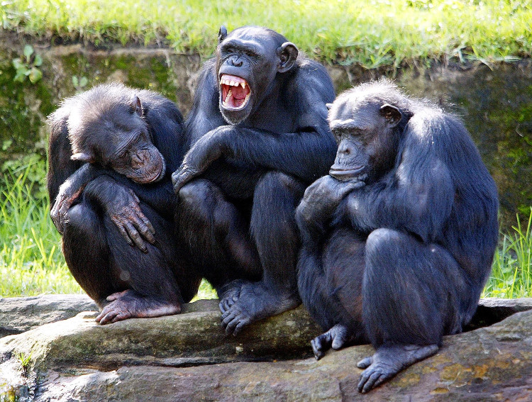 Picture 1 of Why chimp is 4-8 times stronger?