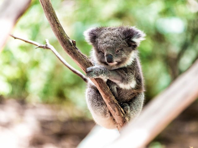 Picture 2 of Why consider Koala bears to be extremely lazy animals?