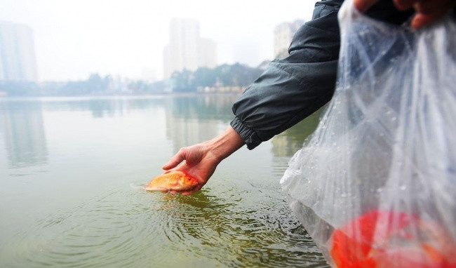 Picture 5 of Why did Mr. Tao Mr. Tao just drop carp?