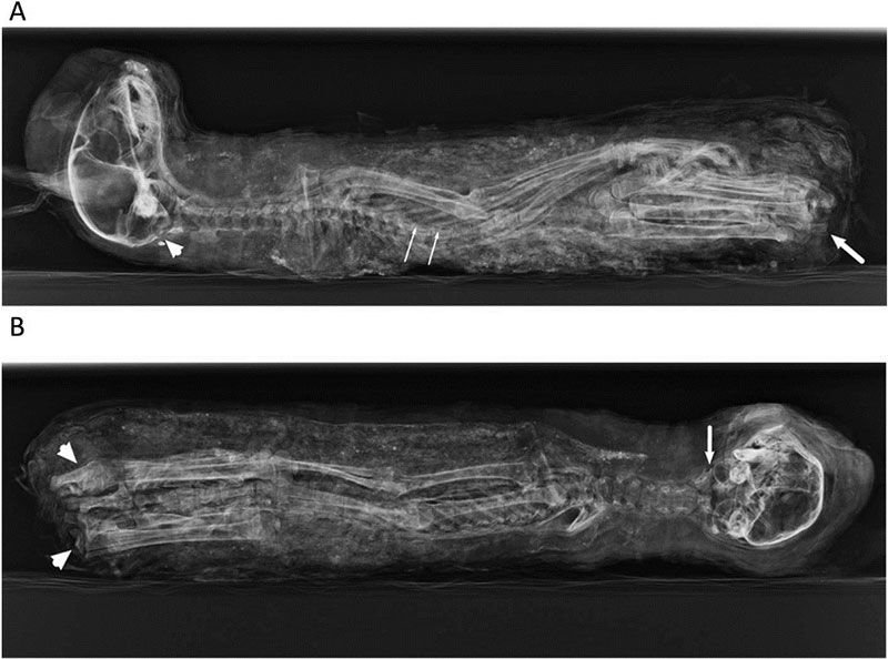 Picture 1 of Why did the ancient Egyptians use kittens to make sacrifices?