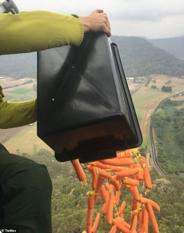 Picture 1 of Why did the Australian government spray vegetables from the plane into the forest?