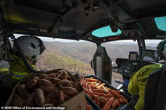 Picture 2 of Why did the Australian government spray vegetables from the plane into the forest?