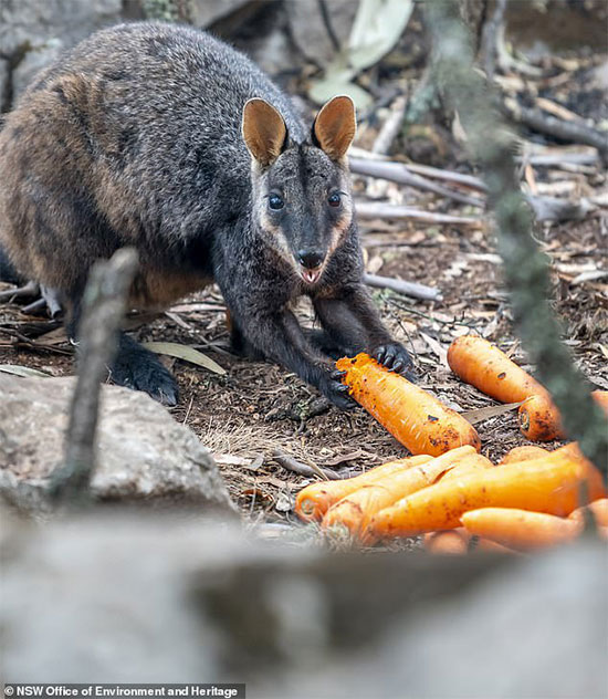 Picture 3 of Why did the Australian government spray vegetables from the plane into the forest?