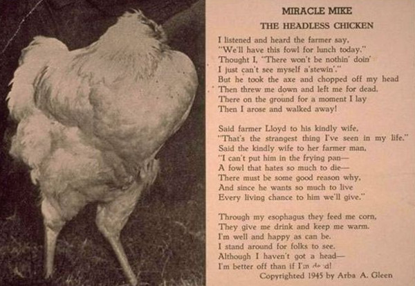 Picture 2 of Why did the chicken cut off his head still live for another 18 months?