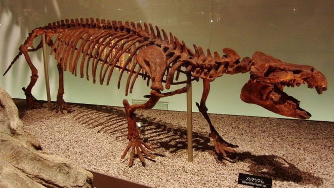 Picture 3 of Why did the elephant's nose evolve so long?