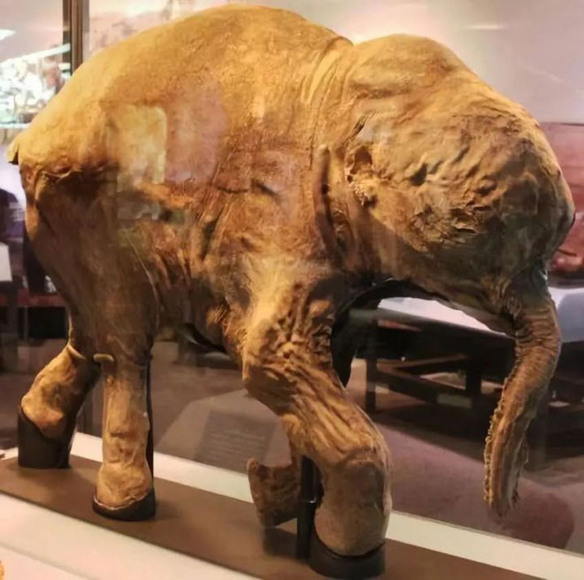 Picture 4 of Why did the elephant's nose evolve so long?