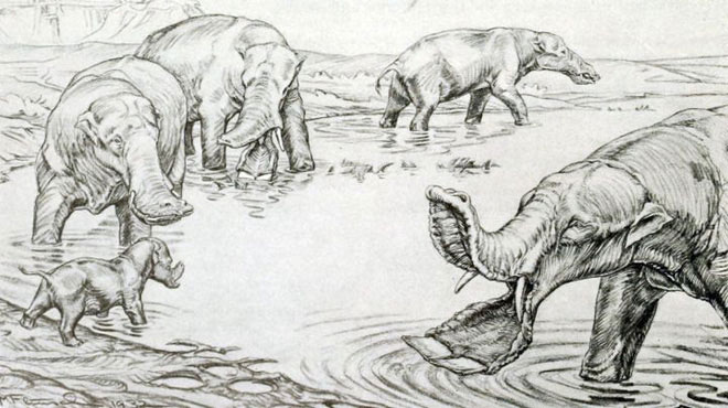 Picture 5 of Why did the elephant's nose evolve so long?