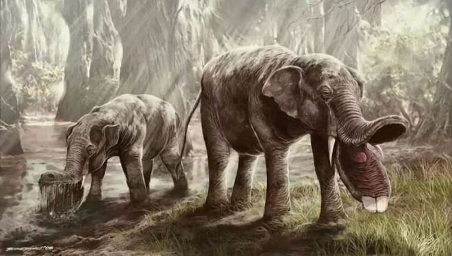 Picture 6 of Why did the elephant's nose evolve so long?