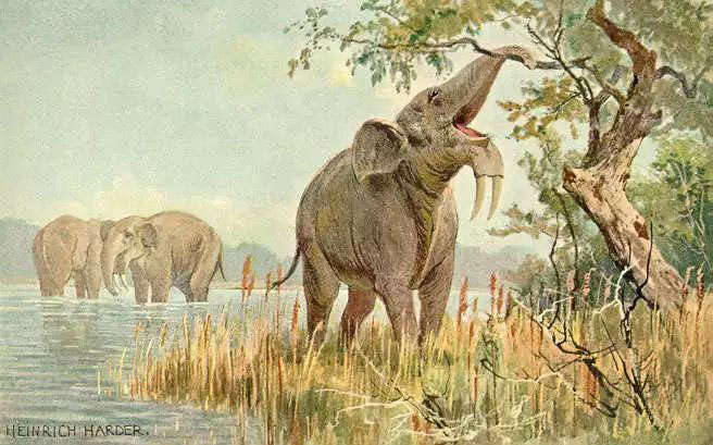 Picture 7 of Why did the elephant's nose evolve so long?