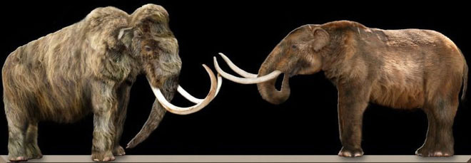 Picture 8 of Why did the elephant's nose evolve so long?