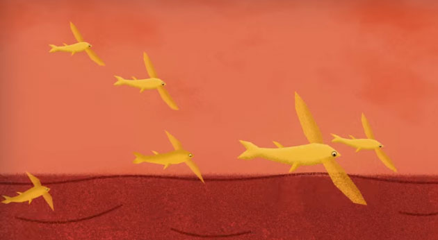 Picture 1 of Why do almost all fish have the same shape?