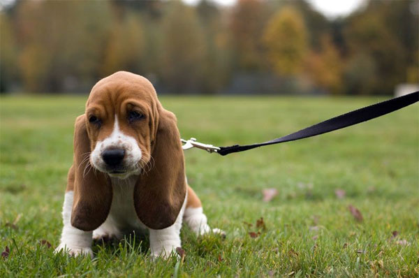 Picture 1 of Why do animals have dead ears?