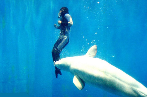 Picture 3 of Why do animals save people?