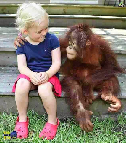 Picture 4 of Why do animals save people?