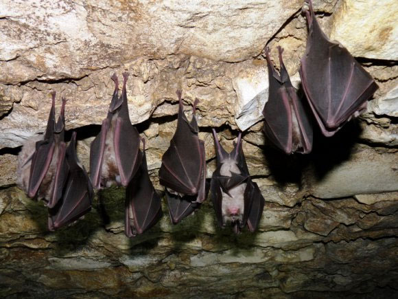 Picture 1 of Why do bat hang upside down when sleeping?