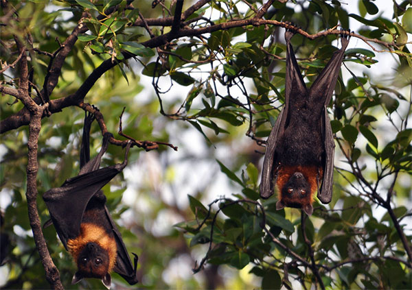Picture 2 of Why do bat hang upside down when sleeping?