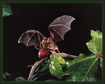 Why do bats eat fruit and eat the whole land? images 1