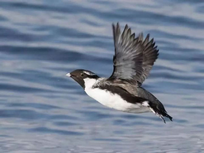 Picture 1 of Why do birds migrate?  Is it really because they're afraid of the cold?
