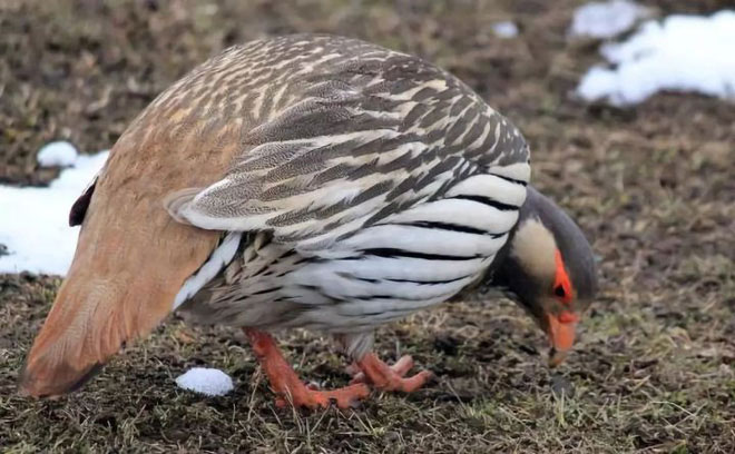 Picture 2 of Why do birds migrate?  Is it really because they're afraid of the cold?