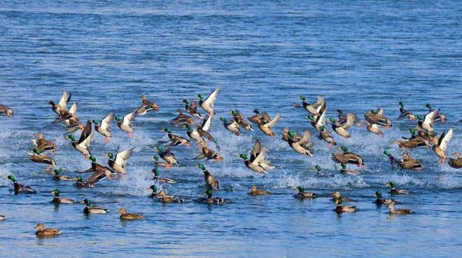 Picture 4 of Why do birds migrate?  Is it really because they're afraid of the cold?