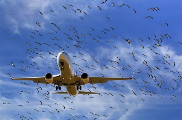Picture 1 of Why do birds often crash into airplanes?