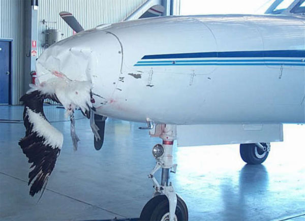 Picture 2 of Why do birds often crash into airplanes?