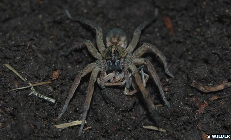 Picture 1 of Why do carnivorous spiders mate after