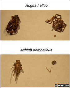 Picture 2 of Why do carnivorous spiders mate after