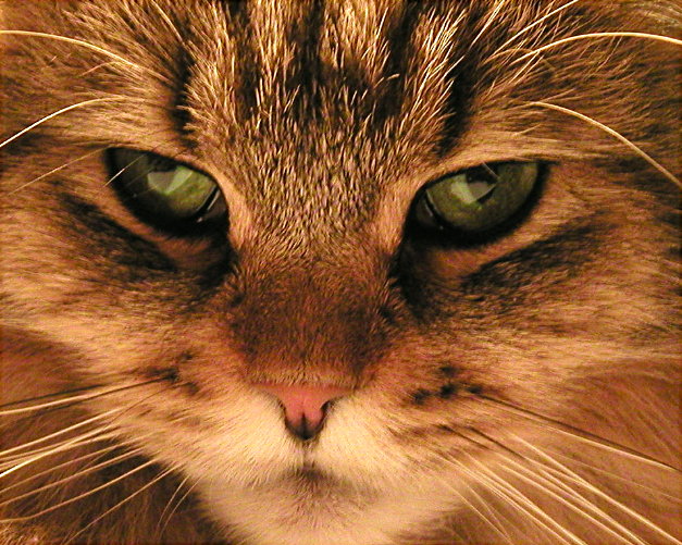 Picture 1 of Why do cat eyes change 3 times a day?