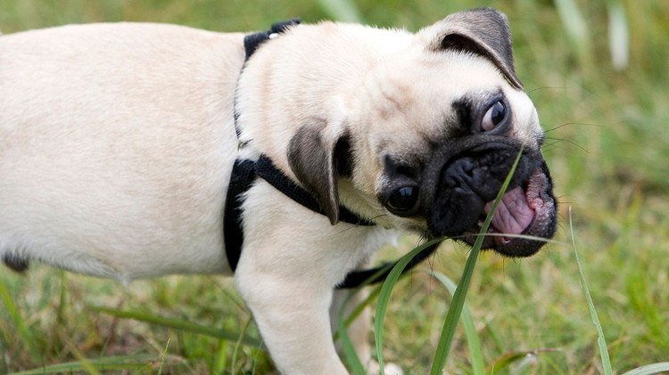 Picture 1 of Why do cats and dogs sometimes eat grass?