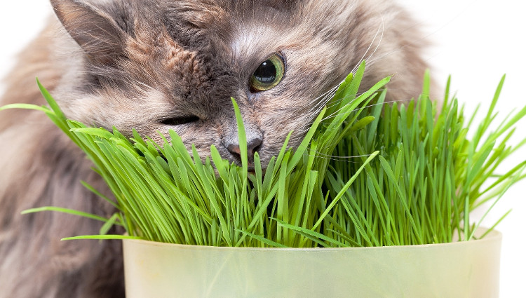 Picture 2 of Why do cats and dogs sometimes eat grass?