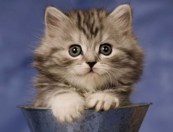 Picture 1 of Why do cats find their way home?