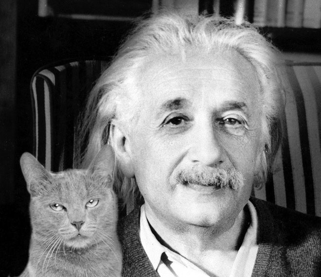 Picture 1 of Why do cats keep smarter, but dog owners are more likely to survive in society?