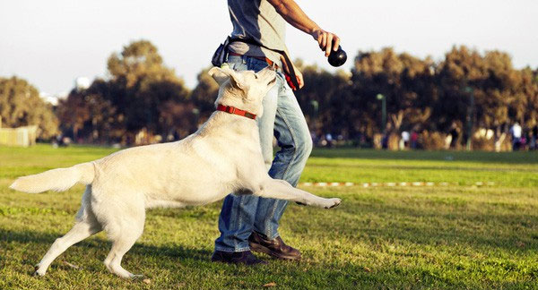 Picture 2 of Why do cats keep smarter, but dog owners are more likely to survive in society?