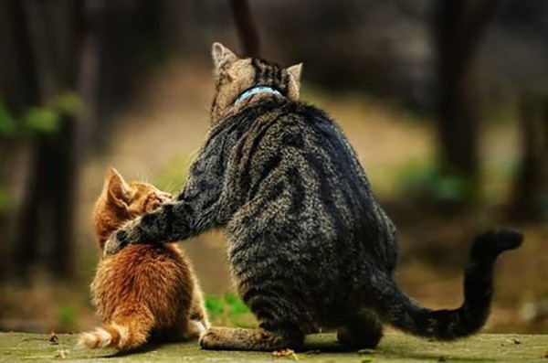 Picture 4 of Why do cats like to quit 'booty' home?