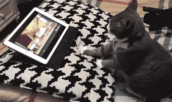 Picture 2 of Why do cats often do kneading dough?