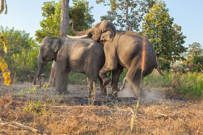 Picture 1 of Why do creatures need to mate?