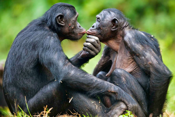 Picture 2 of Why do creatures need to mate?
