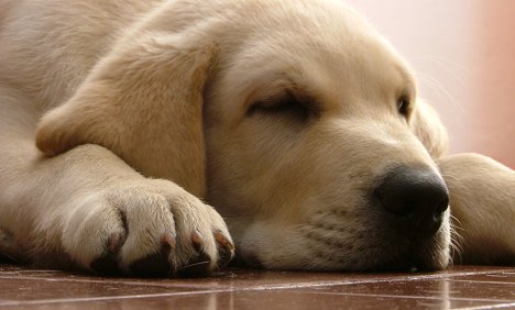 Picture 1 of Why do dogs always wet nose?