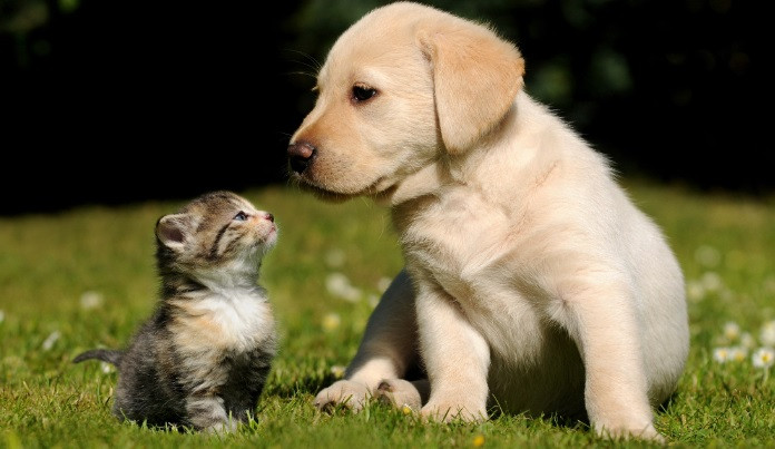 Picture 2 of Why do dogs hate cats?