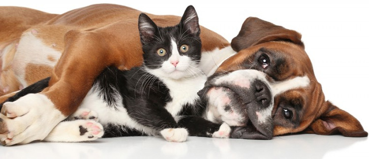 Picture 3 of Why do dogs hate cats?