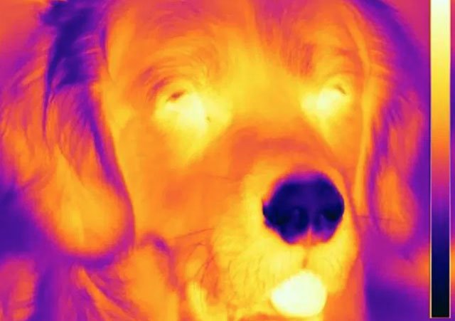 Picture 1 of Why do dogs have a cold nose than normal temperature?