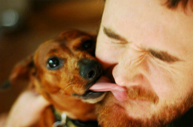Picture 1 of Why do dogs like to lick the owner?