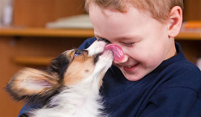 Picture 2 of Why do dogs like to lick the owner?