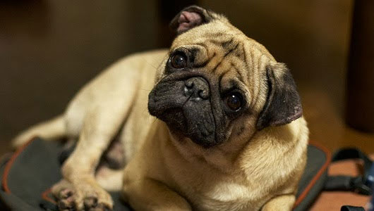 Picture 1 of Why do dogs often tilt their ears when they hear people talking?