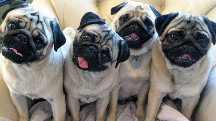 Picture 2 of Why do dogs tilt their heads when you talk to it?