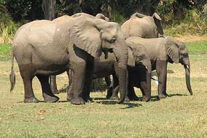 Picture 1 of Why do elephants avoid mountains?