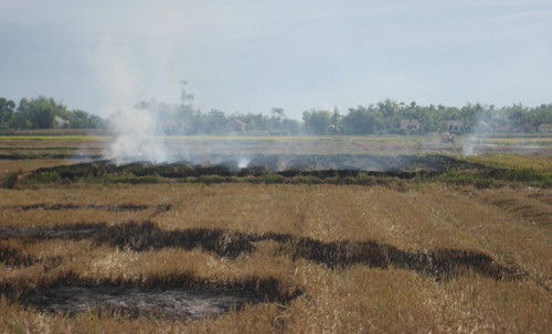 Picture 3 of Why do farmers burn straw?
