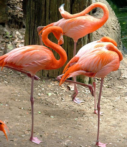 Picture 2 of Why do flamingo stand on one leg?