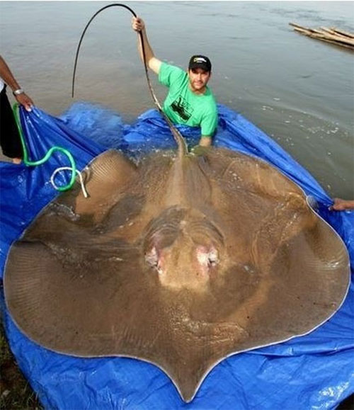 Picture 2 of Why do giant rays disappear mysteriously?